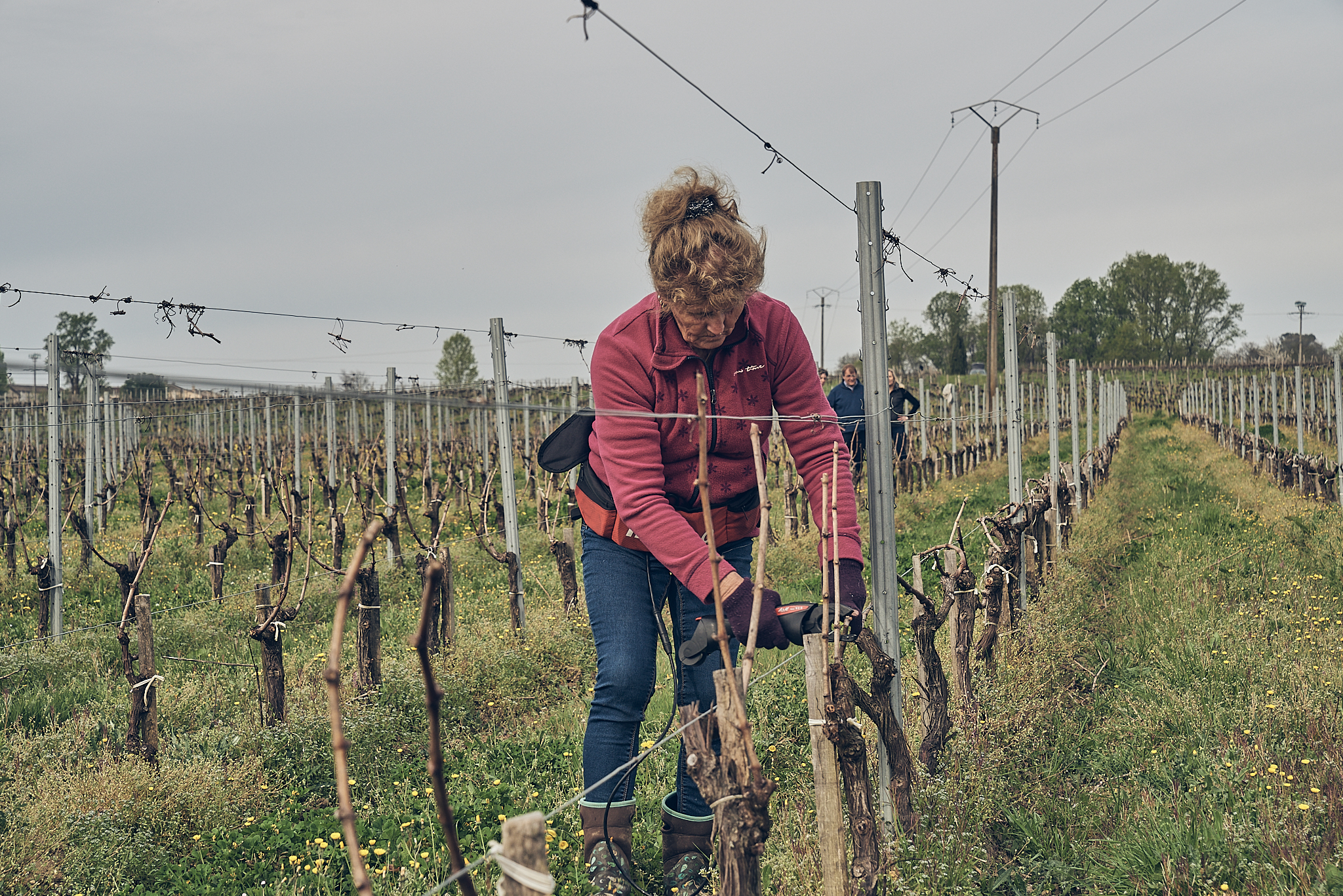 Les viticulteurs et les caves à vins de Travaillan